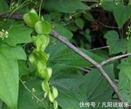 长在树上的生姜,农民见了不敢吃,城里300块1斤抢着要!