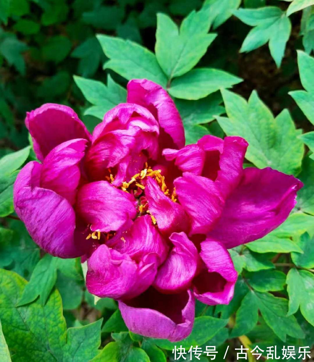 天竺葵|适合秋天养的12种花，耐阴又耐寒，秋冬长得更精神