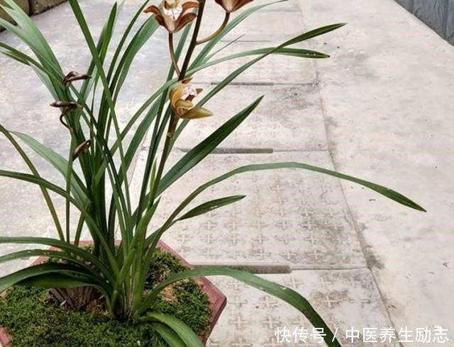 兰花如何管水管肥掌握这2点,烂根、黄叶不再来,大白根呼呼长!