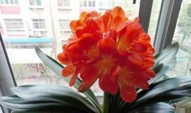 土培君子兰|土培君子兰,盆里丢个“它”,疏松透气不烂根,蹭蹭的窜花箭