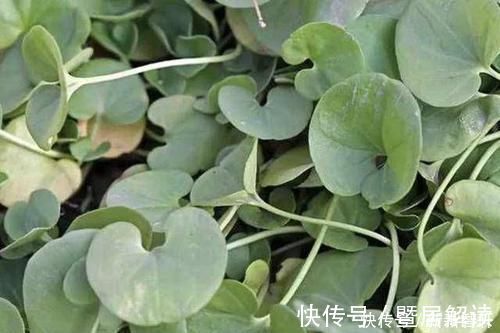 盆栽|在河边,碰到“1种野草”请珍惜,人称“马蹄金”,当盆栽值钱