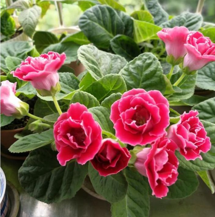 几种旺财花,家里养一盆,不仅寓意好,还能很好的净化空气