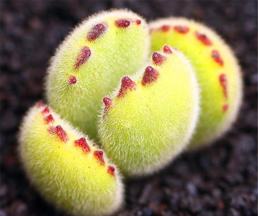 春天养多肉,3件事情要巧做,学会了侧枝新芽蹭蹭长,轻松爆盆