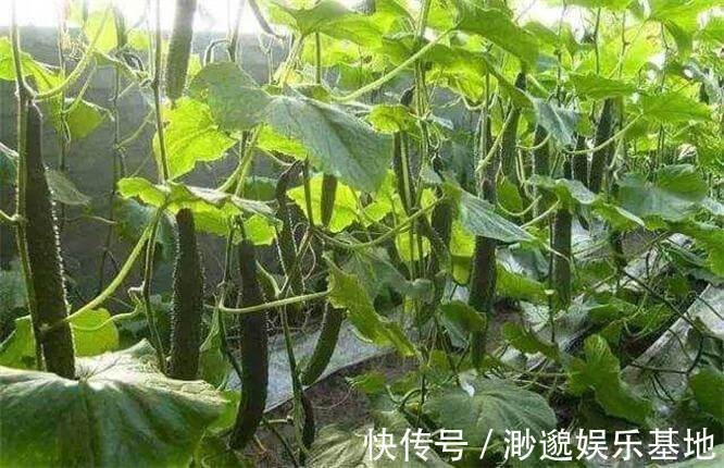 清热解毒|三伏天，推荐多吃以下蔬菜，营养丰富，提高免疫力，爱吃就赚了