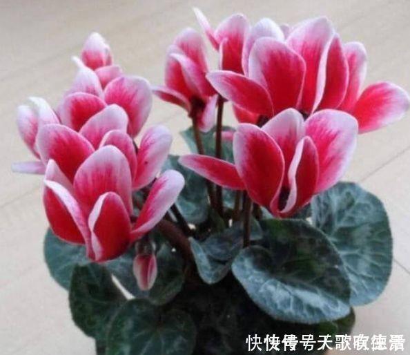 角堇角堇|4种花一养就上瘾,365天开花不断,开花超美超迷人