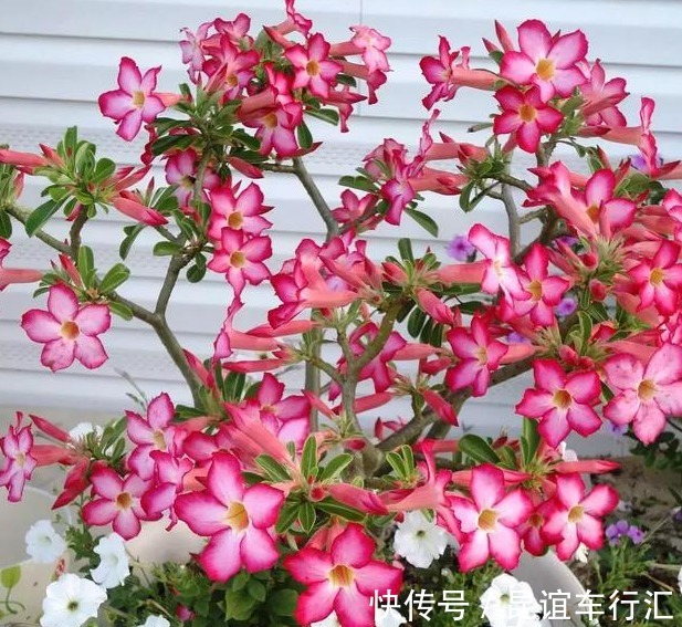 牡丹花|此“花”盛开富贵之感,花色繁多又艳丽,养在家中一年四季赏花