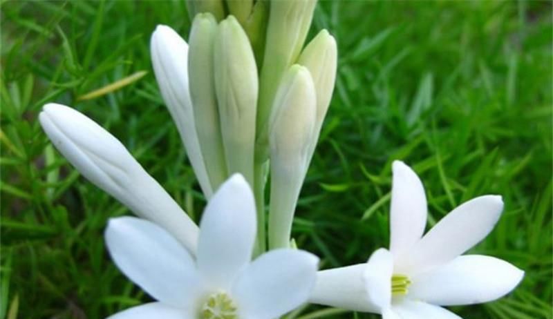 家里养夜来香的好处