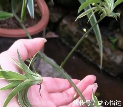 养吊兰,用上这2种小玩意,叶子宽大又绿,蹭蹭长爆盆