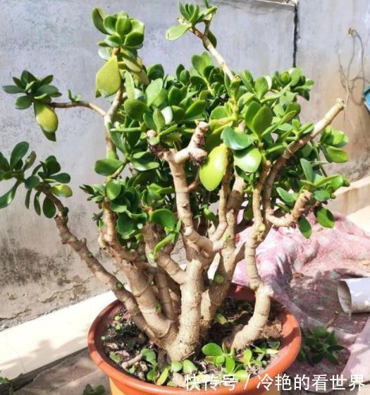 秋冬养玉树,牢记4个小技巧,安全过冬长势好,长成漂亮传家宝