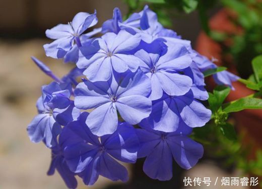 5种花是花中劳模,一年四季开花不断,入手不会亏