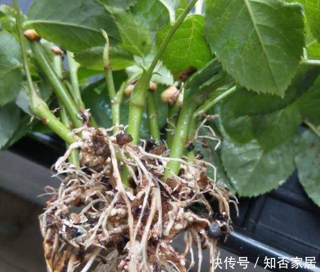 各种窍门制作“生根水”,不花钱的生根水只有1种,别盲目使用