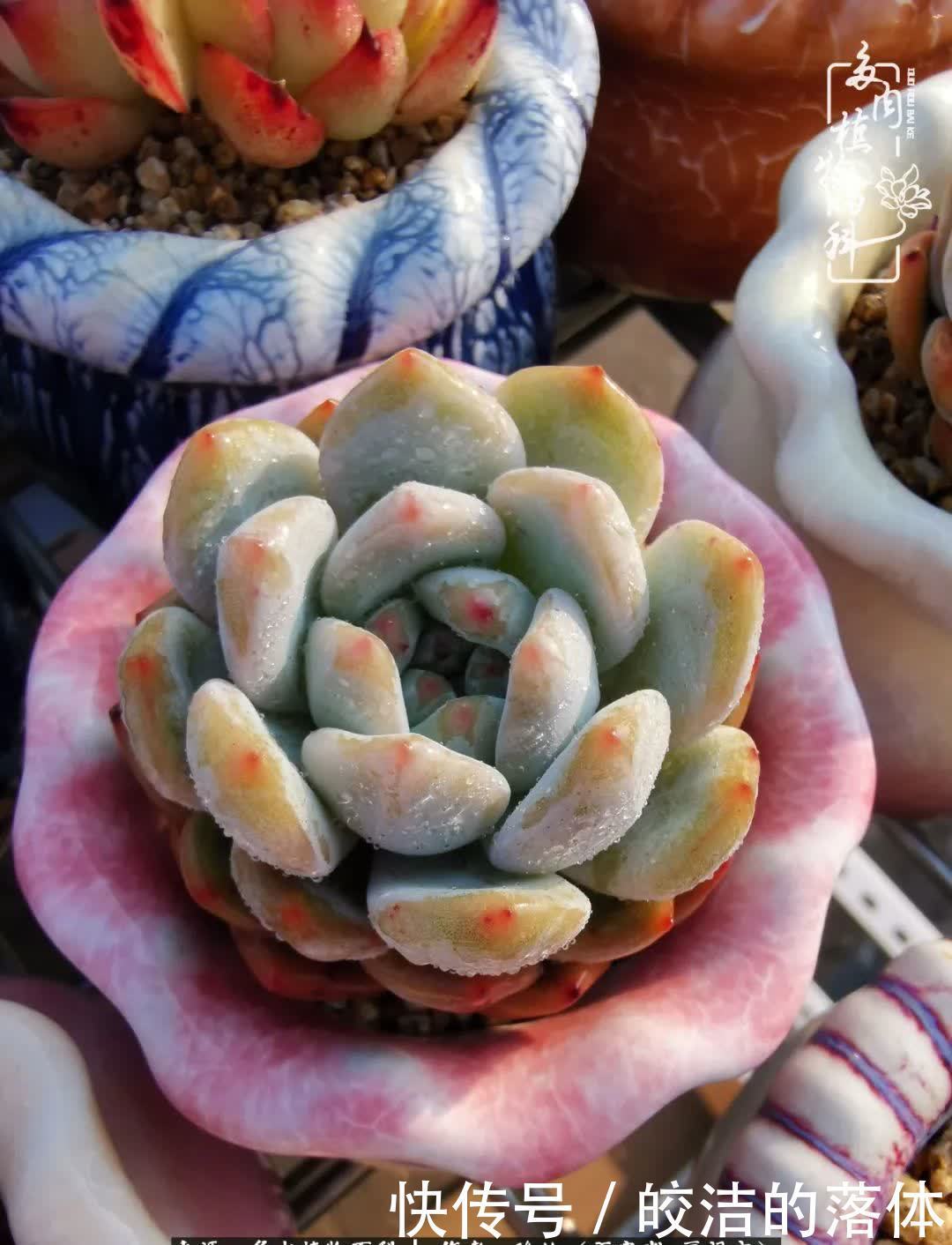 百度|我与多肉那些不得不说的故事!