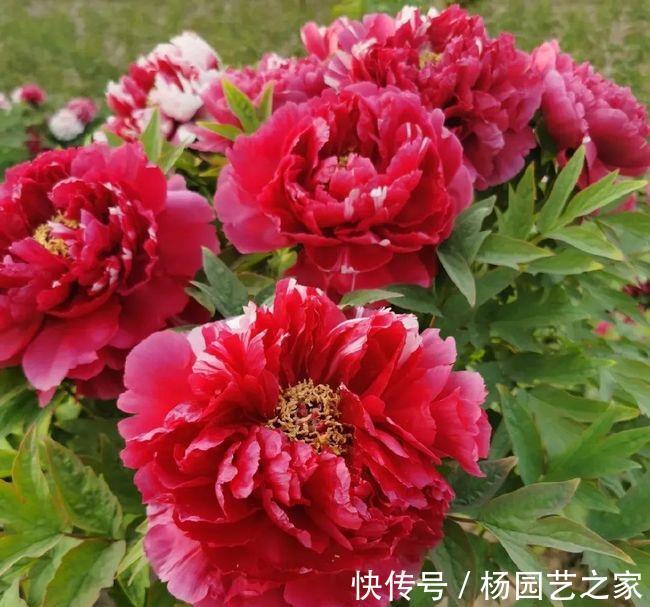 芍药|6种漂亮花,花比拳头大,家里养一棵,富贵自然来