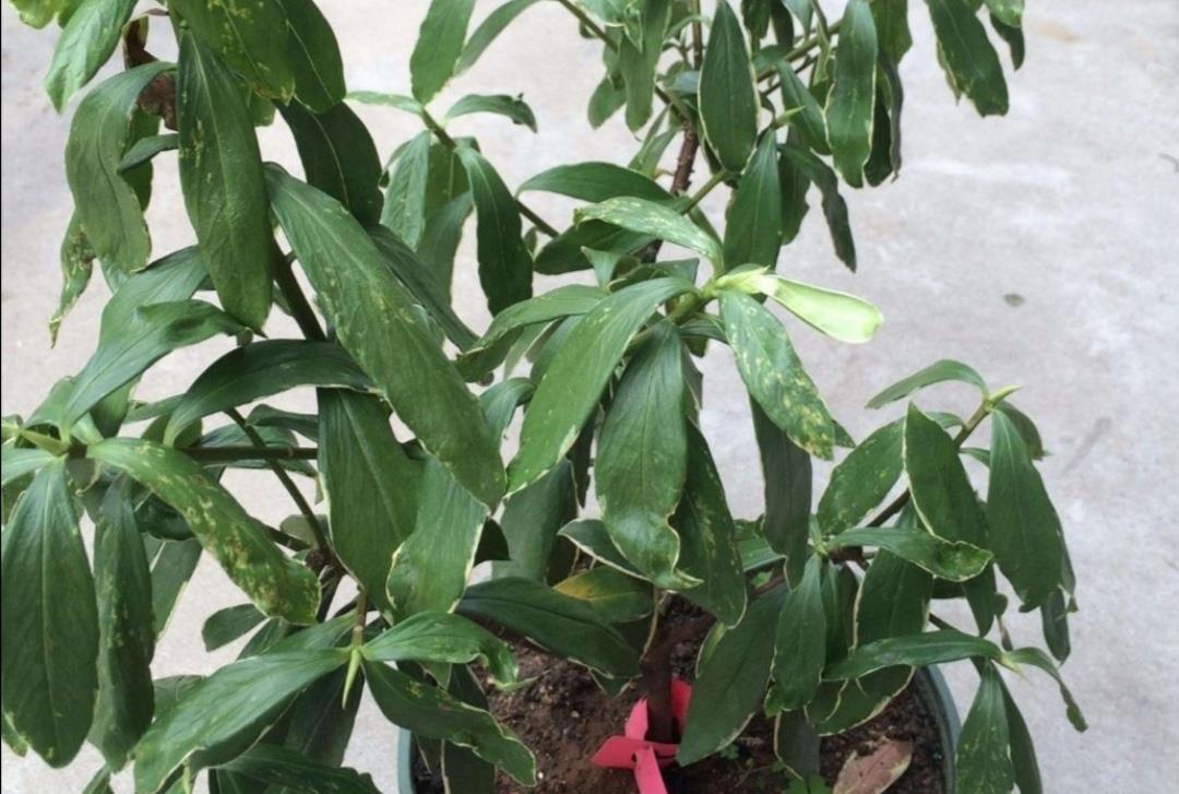 种花|天热了,3种花要“穷养”,少水少肥多通风