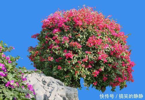 浇水|冬天养三角梅,避免3个错误,安全过冬,憋出新芽,养成繁花老桩