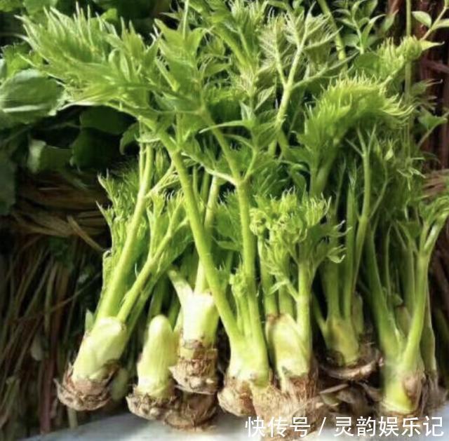 老芽|“1种杂草”曾被当柴烧，殊不知是“盆景树”，养2年，1盆值100