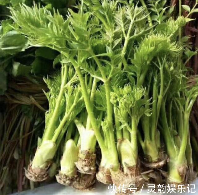 “1种杂草”曾被当柴烧,殊不知是“盆景树”,养2年,1盆值100