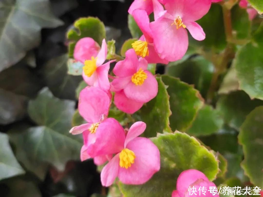  开花|开花时间PK，秋海棠第二，就没花敢称第一