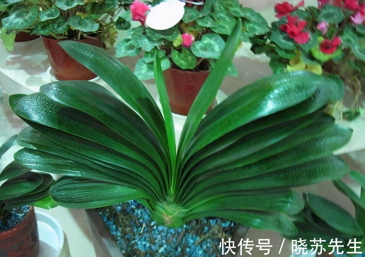 养了几年的君子兰不开花，还黄叶，其实简单，用上它花开叶绿