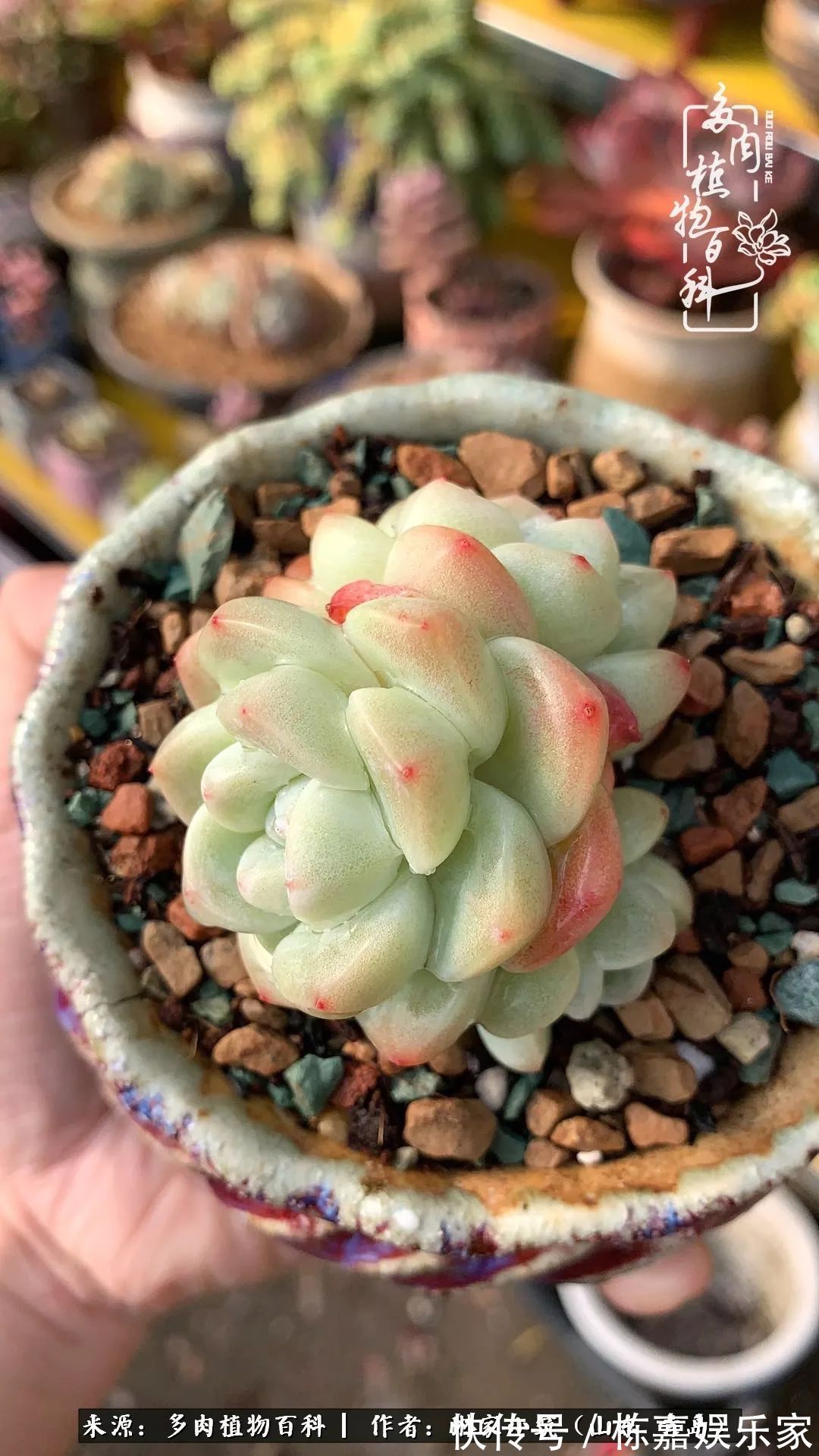 大棚|多肉住进暖棚,坦然越冬,放肆浇水,这个冬天有点甜!