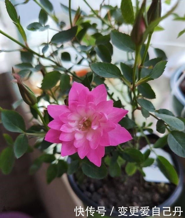 世界名花“天荷繁星”,花美似荷花,阳台养一株,四季有花看!