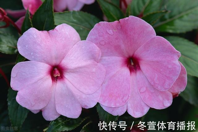 四季海棠|建议大家：逛花市碰到5种花，别犹豫，虽然便宜但巨好养