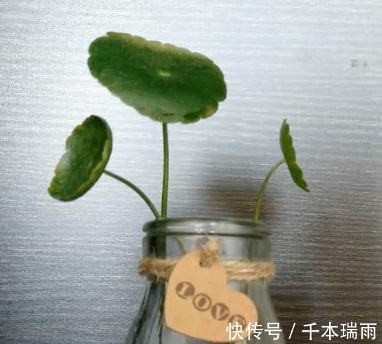 喝完的酸奶瓶不要扔,水培几棵铜钱草就是一抹风景