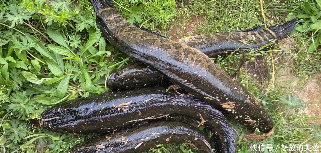 钓黑鱼不只有路亚,只要掌握方法,手竿传统钓一样刺激