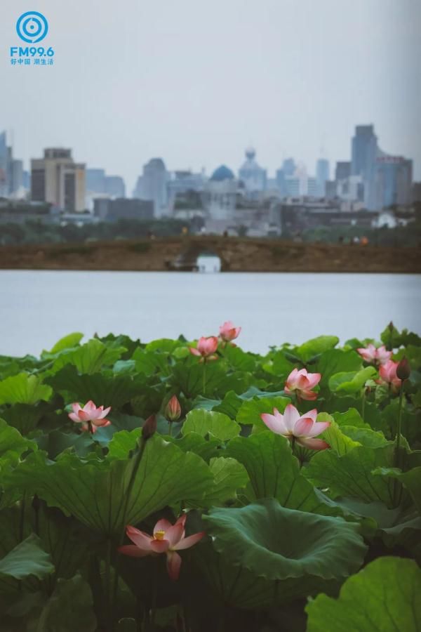 阳光|今日夏至，宜读诗赏雨吃瓜，期待阳光