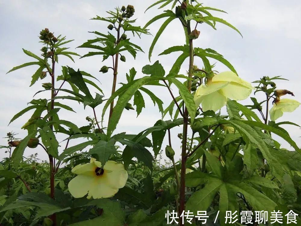 黄秋葵|曾被认定早已灭绝，“死而复活”之后，却成了餐桌上一道小菜