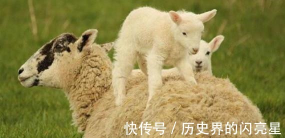 慈禧|人们都说谈虎色变，但在清朝宫廷里却谈“羊”色变，什么情况！