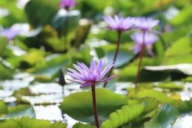 静静听《莲心不染》，心如止水，沁人心脾