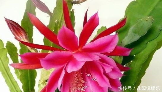 秋冬养|忘了绿萝吊兰,秋冬养花选这4款,花色美丽,四季开花美极了!