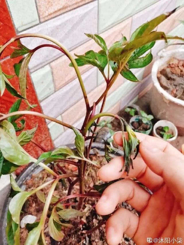 夏天养花,这个地方千万别摆,否则3天死翘翘