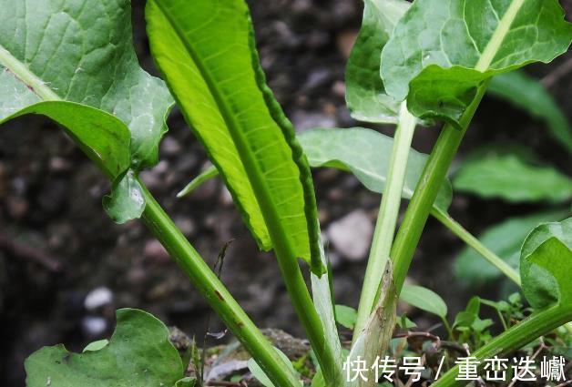 大黄|田地里的这种土大黄，长得像菠菜，但它的价值要比菠菜要高得多