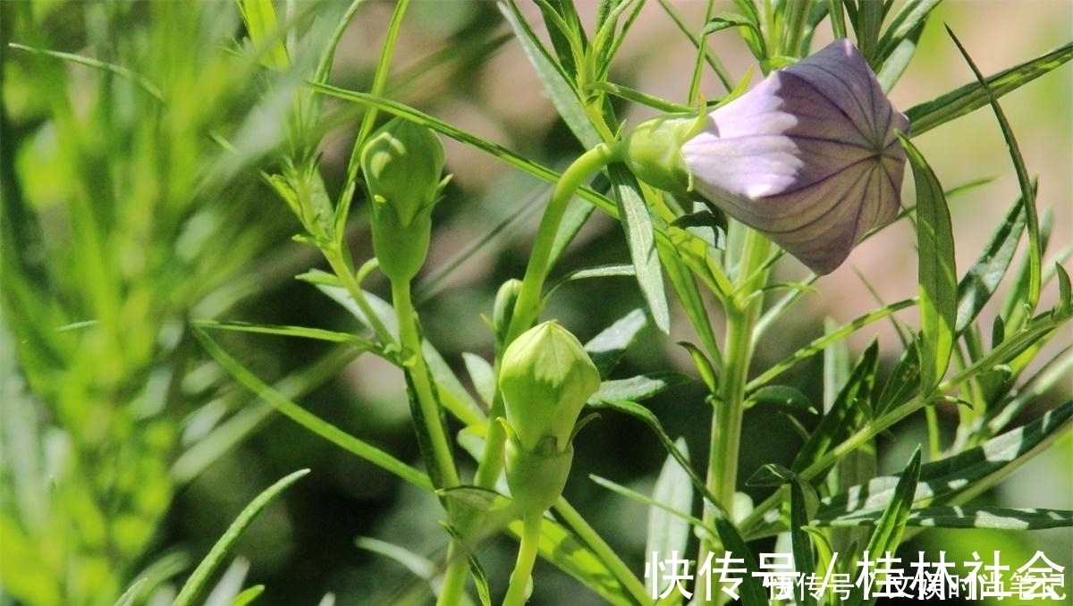 泡菜|农村一种特殊野菜，根似人参营养高，做成泡菜超下饭，见到别错过