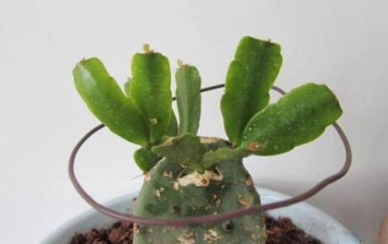 仙人掌嫁接蟹爪兰，一根牙签就搞定，新手也能行，花开爆满枝