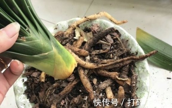 喷洒|快立春了，家里花草养得多就多备点它们，防范病虫害