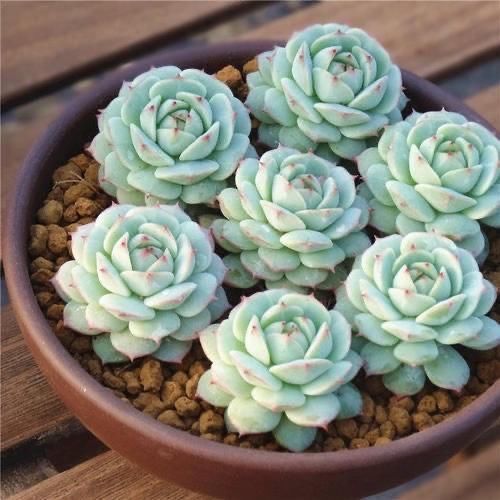 都知道这3款多肉不好养，但是真的很漂亮，愿意尝试的花友真不少