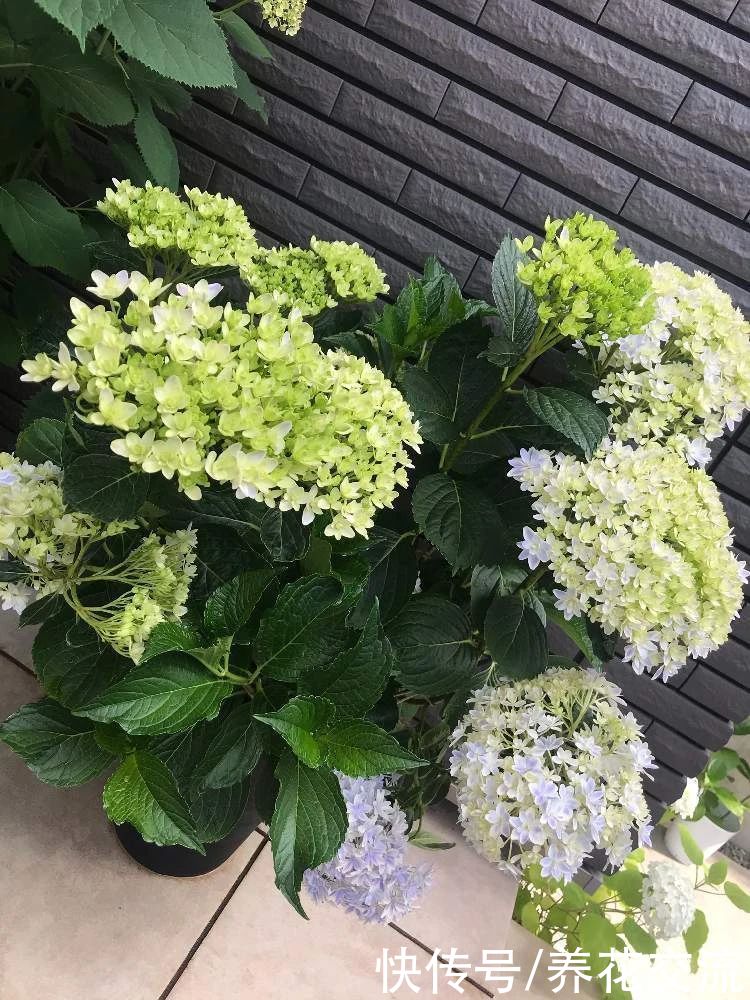 修剪|盆栽绣球花养护指南，教你如何养开花，怎么施肥和度夏
