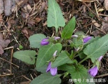 凉血|农村以下常见的野草,能清热解毒,凉血消肿,清肝明目,你认识吗