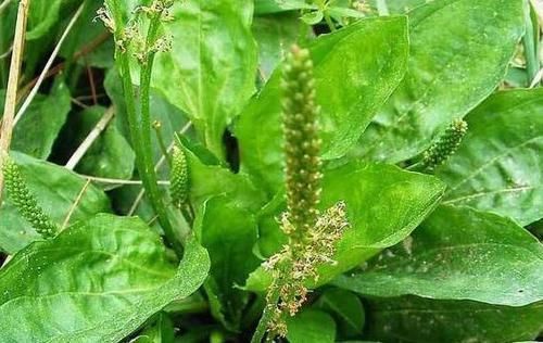 用车前草|车前草的3个功效，中医也是赞不绝口，这样服用对身体最有益！