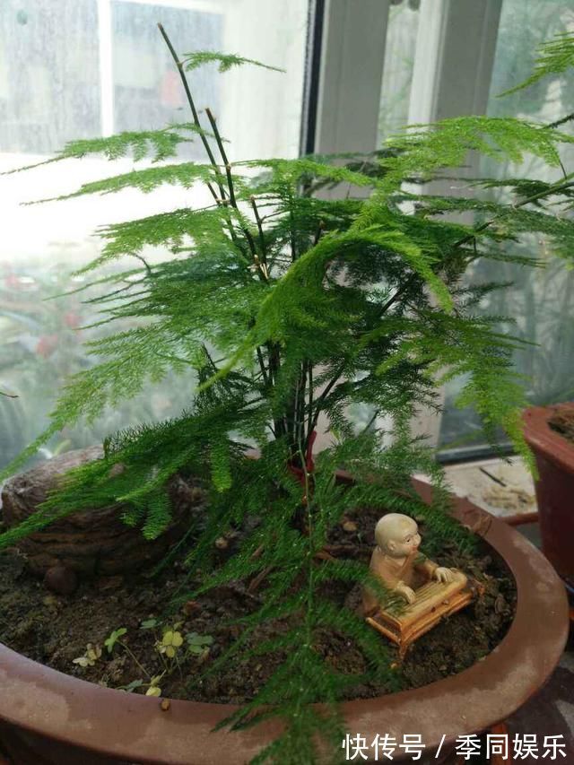 吊兰|文竹掐个枝，找个瓶子插水里，三天就冒小笋芽