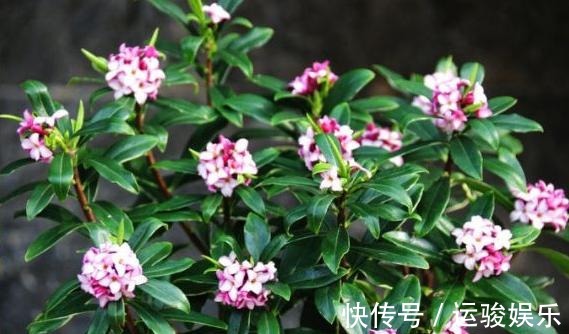 金边瑞香度夏难,那是你不知道养护技巧,注意几点叶片油绿生长快