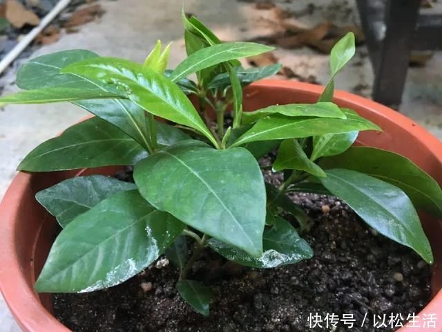 6月，最适合扦插的花，一插就活，大白根冒疯了