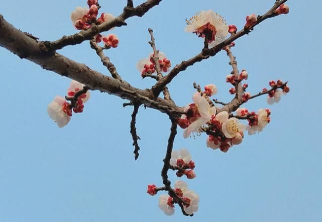 满园春色关不住 绚丽杏花开满枝