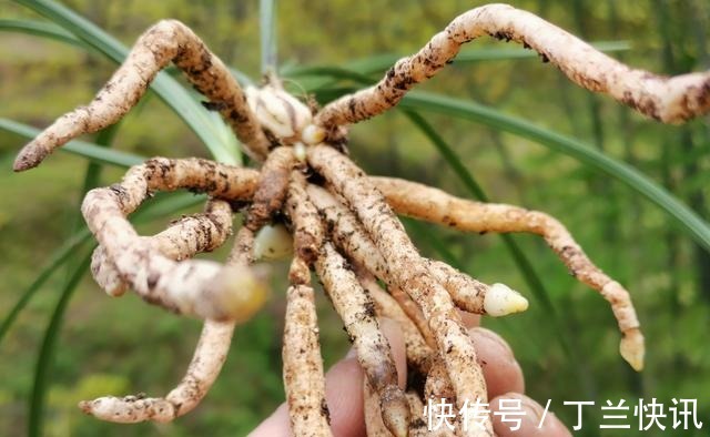 土壤|养兰花时多菌灵如何使用?很多网友不知道,用错了不仅无效还有害