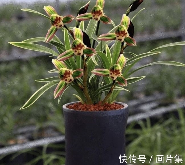 帝王妃|兰花珍品—矮种帝王妃,开花稳定,花香芬芳,文赏也可,武赏也行