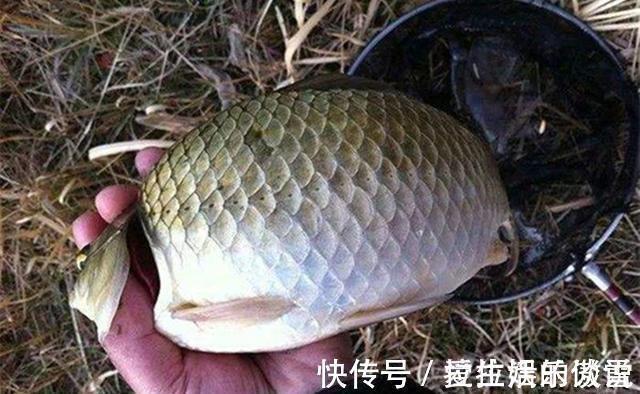 仲春|野钓鲫鱼,不能钓底需要钓浮的几个时机,鱼层变化,钓法要跟着变