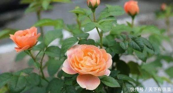 月季全年12个月养护指南,值得你收藏!